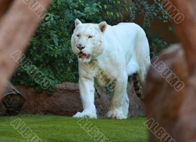 White Tiger