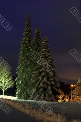 christmas trees