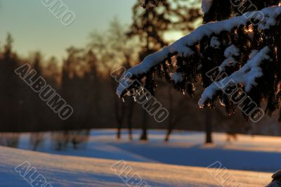 winter landscape