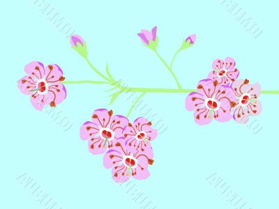 cherryblossom