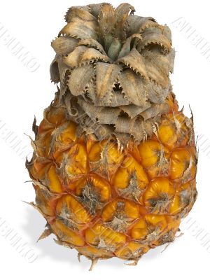 Small pineapple