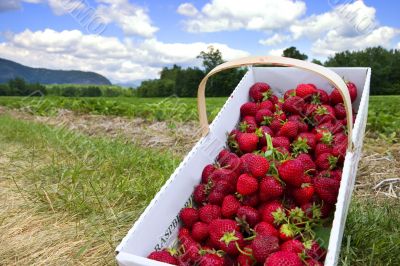 Picking strawberries