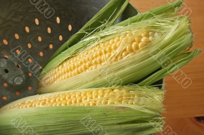Fresh ears of corn