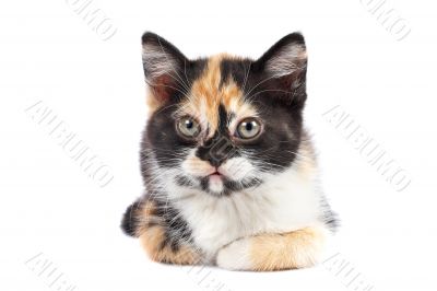 Kitten sits