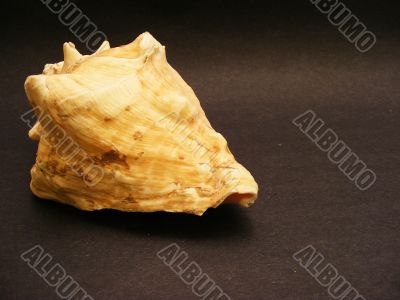 Seashell 5