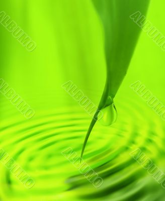 Green and fresh