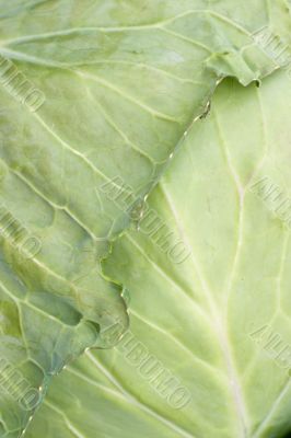 Cabbage leaf with bug