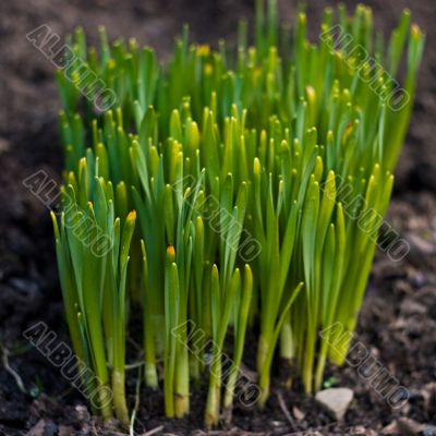 Snowdrop burgeons