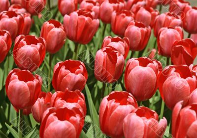 Pink tulips background