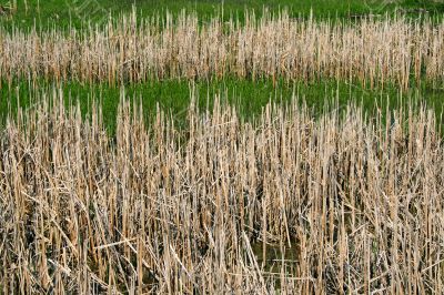 Wild reeds in marshland