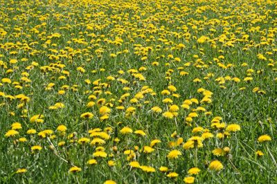 Sunny dandelion lawn