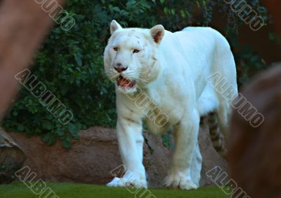 A White Tiger