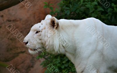 White Tiger Profile