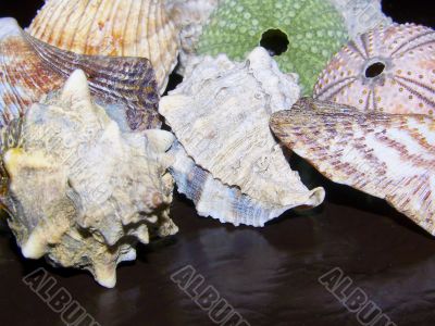 Shells and Urchins Skeletons