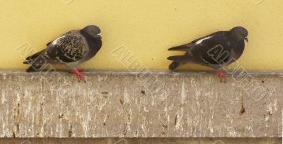 Pigeons,Columba Livia