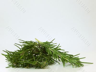 Rosemary