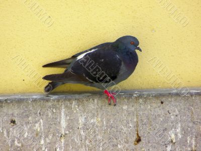 Pigeon,Columba Livia