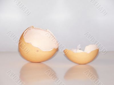 Egg Shell
