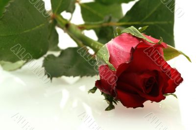 nice red rose with a water drops