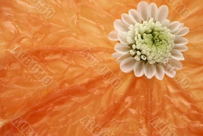 abstract citrus