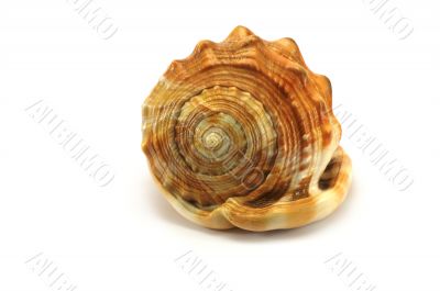 seashell