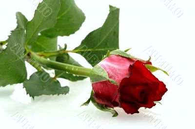 red rose