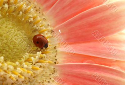 small ladybird