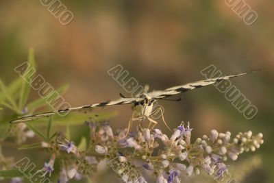 butterfly on the flowers in the summer