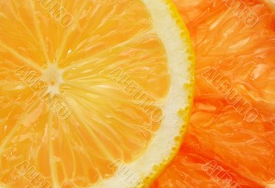 citrus background