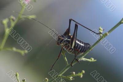 grasshopper