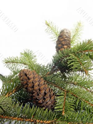 fur-tree with two cones
