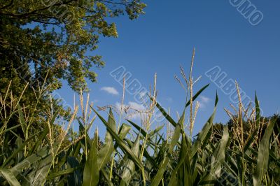 Corn field in summer.
