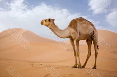 Camel in Sahara