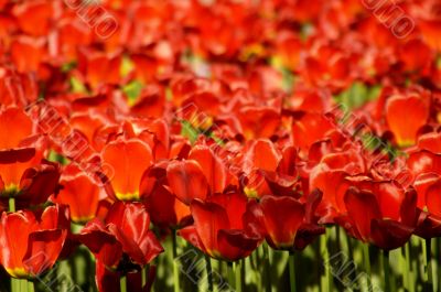 tulips