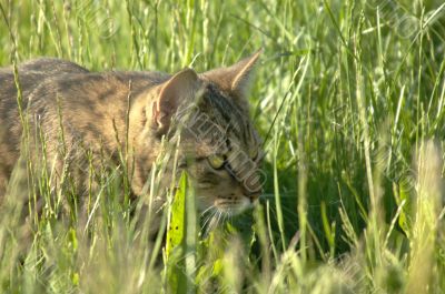 the cat