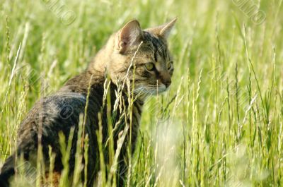 the cat