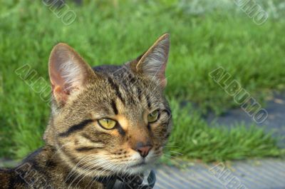 the cat