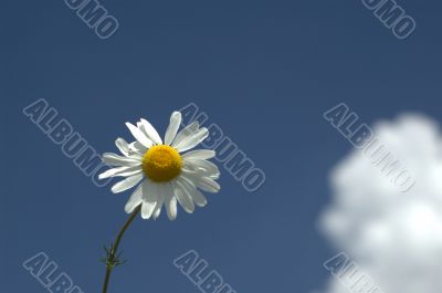 camomile