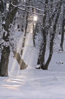 Frozen beauty