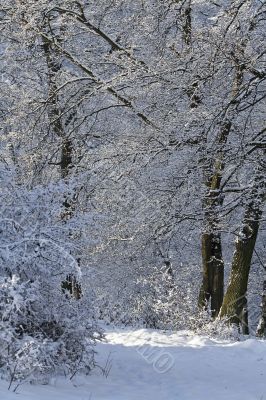 Winter path