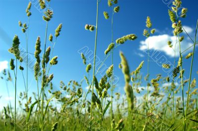 Grass on field