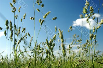 Grass on field