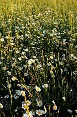 Field of chamomiles