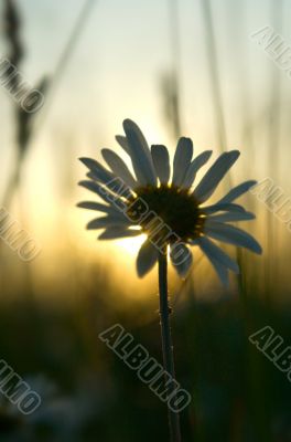 Camomile