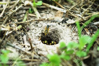 Beehive