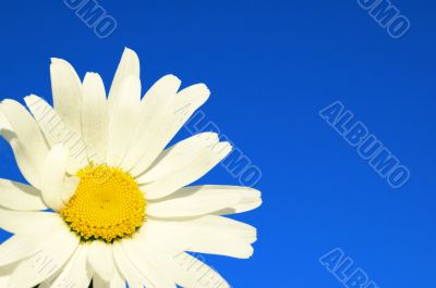 camomile