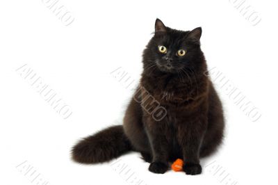 cute black cat isolated