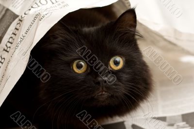 cute black cat under a newspaper