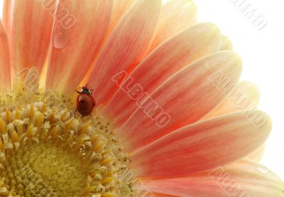 ladybird on the flower