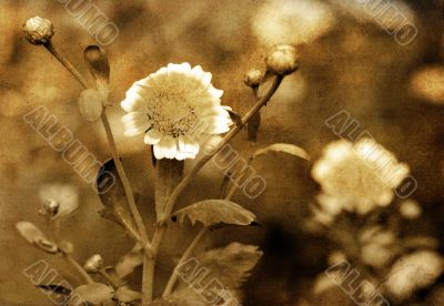 old-fashioned flower